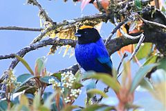 Golden-crowned Tanager