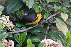 Golden-fronted Redstart