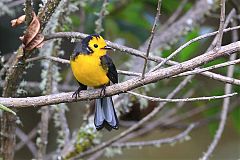 Golden-fronted Redstart