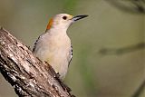 Golden-fronted Woodpecker