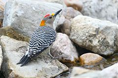 Golden-fronted Woodpecker