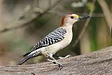 Golden-fronted Woodpecker