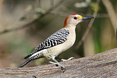 Golden-fronted Woodpecker