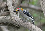 Golden-fronted Woodpecker