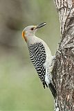 Golden-fronted Woodpecker