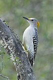 Golden-fronted Woodpecker