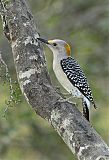 Golden-fronted Woodpecker