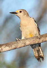 Golden-fronted Woodpecker