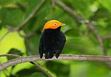 Golden-headed Manakin