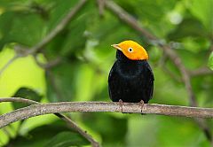 Golden-headed Manakin