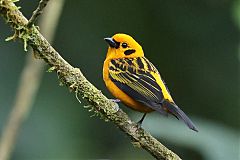 Golden Tanager