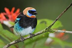 Golden-hooded Tanager