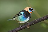 Golden-hooded Tanager