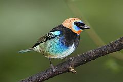 Golden-hooded Tanager