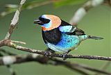 Golden-hooded Tanager