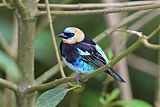 Golden-hooded Tanager