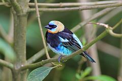 Golden-hooded Tanager