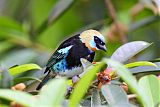 Golden-hooded Tanager