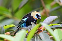 Golden-hooded Tanager