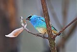 Golden-naped Tanager