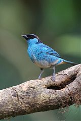 Golden-naped Tanager