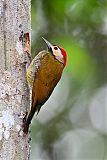 Golden-olive Woodpecker