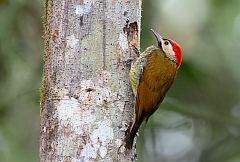 Golden-olive Woodpecker