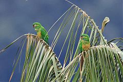 Golden-plumed Parakeet