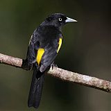 Golden-winged Caciqueborder=