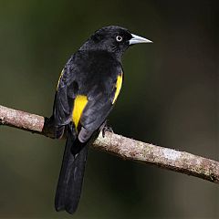 Golden-winged Cacique