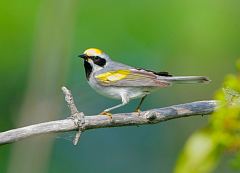 Golden-winged Warbler