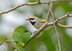 Golden-winged Warbler