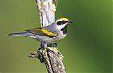 Golden-winged Warbler