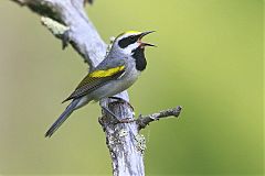 Golden-winged Warbler