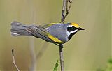 Golden-winged Warbler