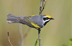 Golden-winged Warbler