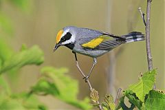 Golden-winged Warbler