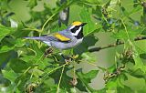 Golden-winged Warbler