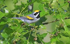 Golden-winged Warbler