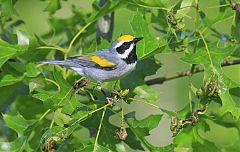 Golden-winged Warbler