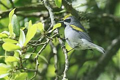 Golden-winged Warbler