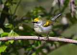 Golden-winged Warbler