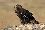 Golden Eagle