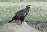 Golden Eagle