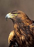 Golden Eagle