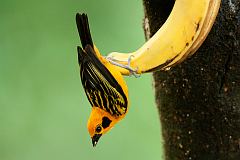 Golden Tanager