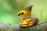 Golden Tanager