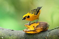 Golden Tanager