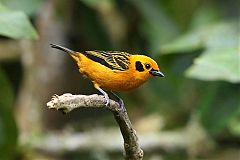 Golden Tanager