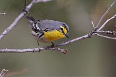 Grace's Warbler